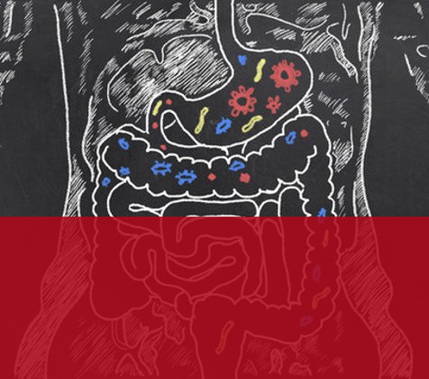 Es más bien imposible que con nuestros hábitos actuales consigamos una microbiota saludable